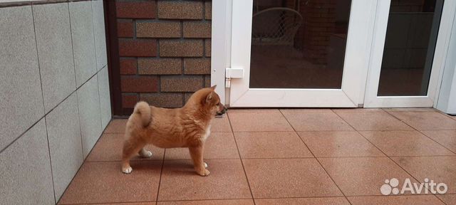 Маленькая японская собака-Сиба объявление продам