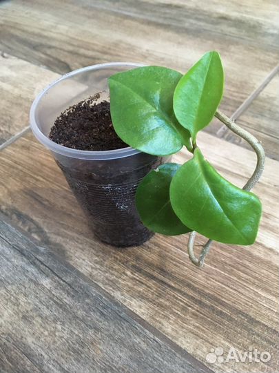 Буссенгольция