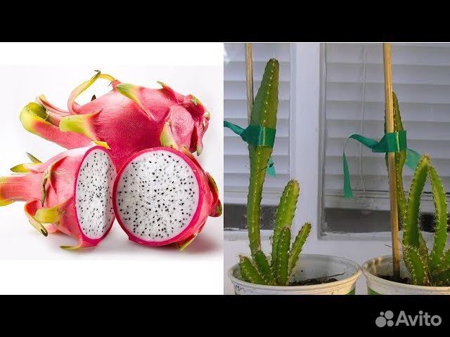 Хойя Карноза,Кактус Цереус и Питахайя