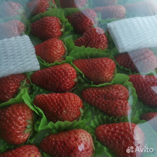 Клубника свежая кнр