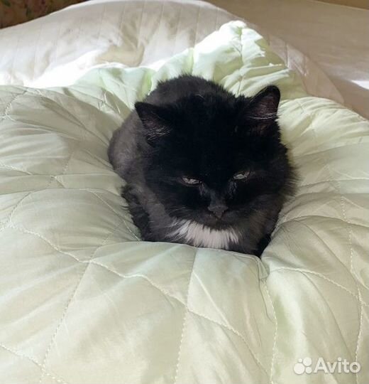 Серьезная кошечка Маша можно в ч/дом