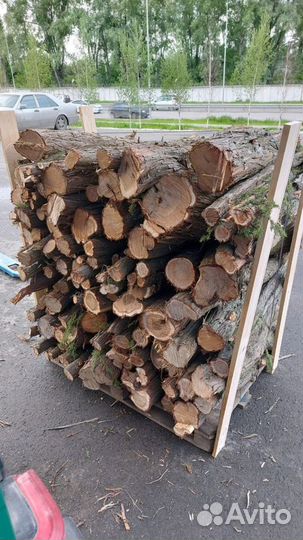 Стволы и спилы можжевельника