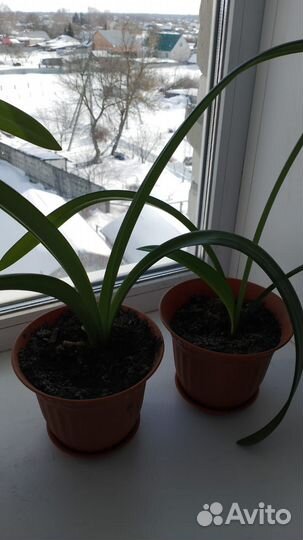 Гиппиаструм,декабрист,пальма Юкка, фикус