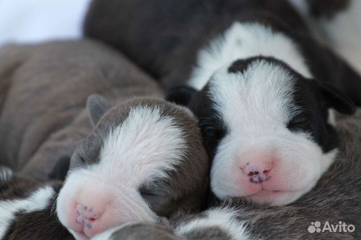 Щенки Амстаффа