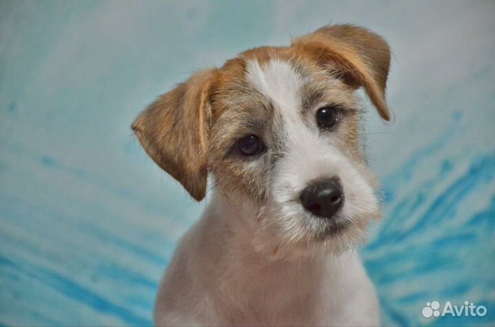 Джек Рассел терьер. Мальчик