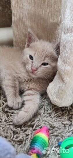 Котенок пушистый в Ростове