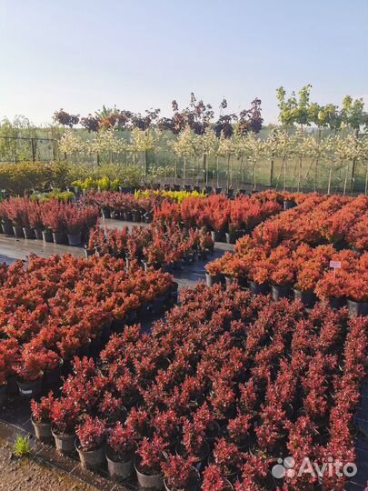 Барбарис тунберга