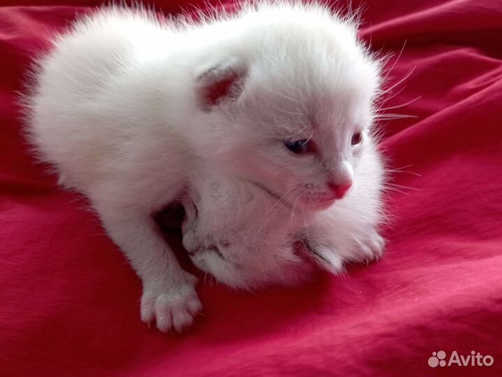 Котята кремовые девочки