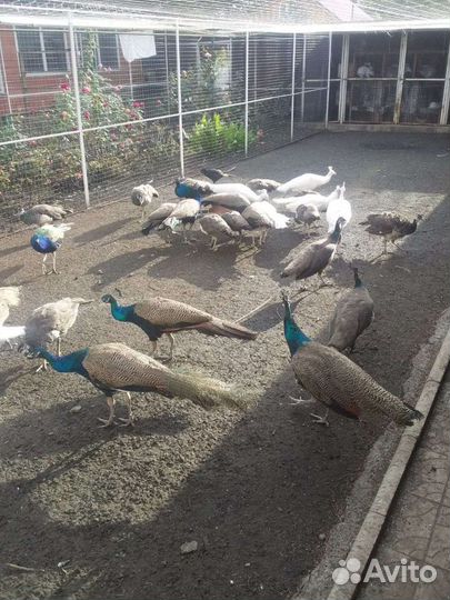 Павлины разных пород