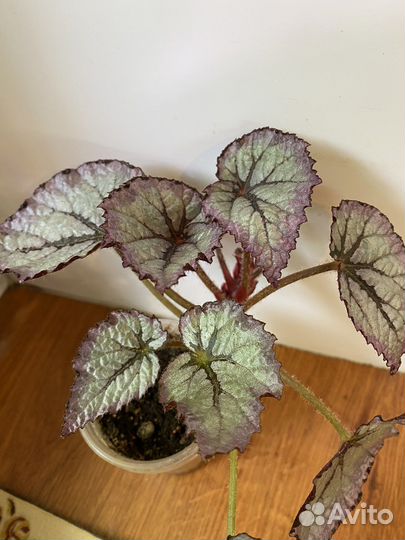 Бегония декоративно лиственная и тростниковая