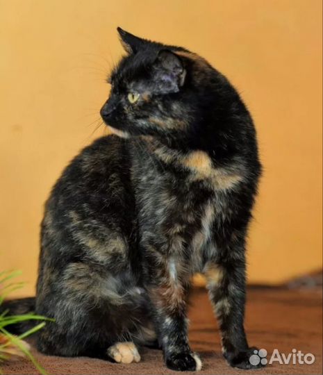 Кошечка в добрые руки