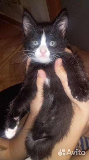 Домашние котята в добрые руки