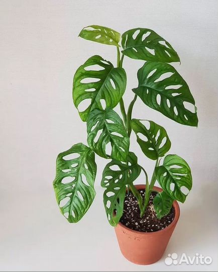 Монстера адансона