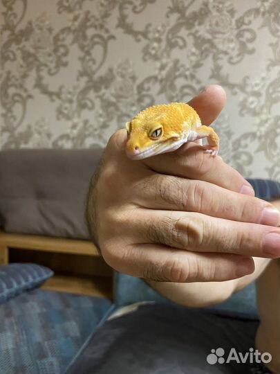 Геккон эублефар