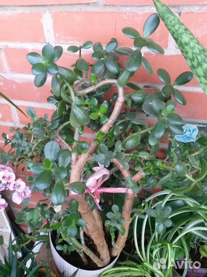 Денежное дерево толстянка крассула