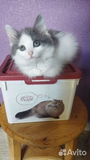 Кошка в дар бесплатно