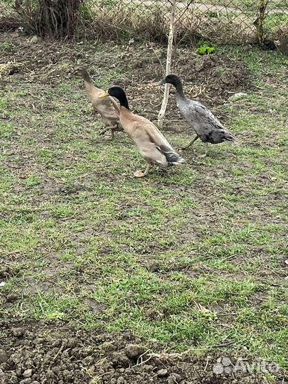 Утята породы индийский бегунок