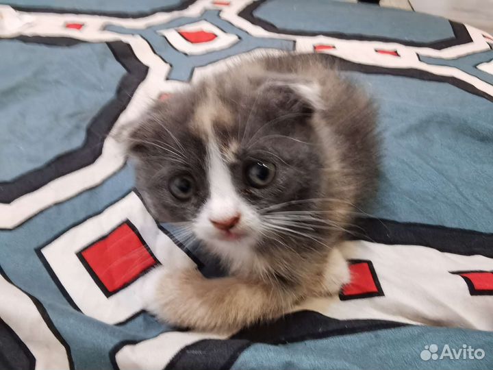 Кошка в дар