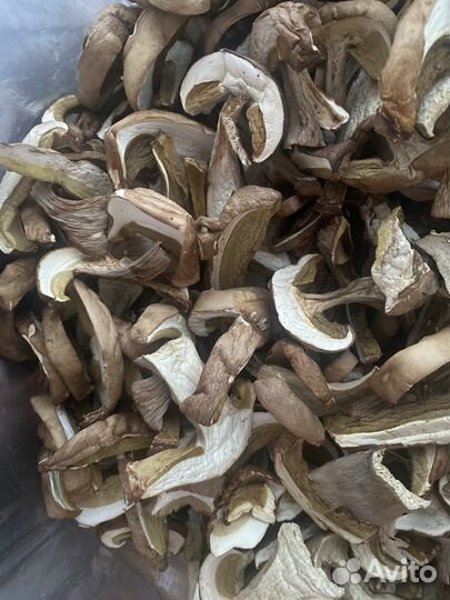 Грибы белые