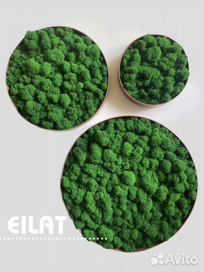 Мох Стабилизированный Круги Панно