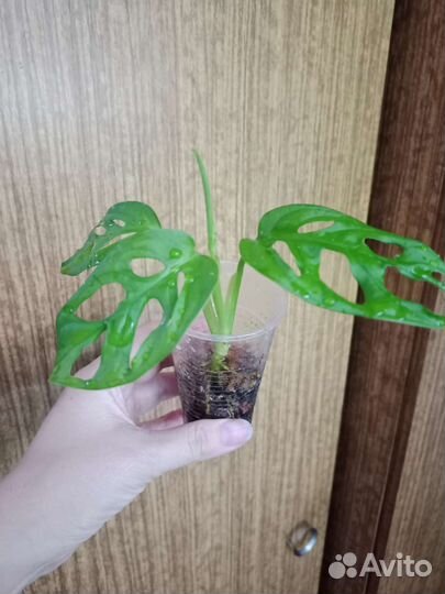 Комнатные лианы