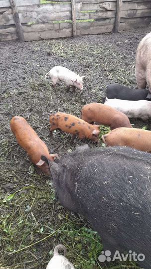 Поросята