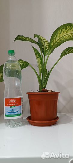 Диффенбахия