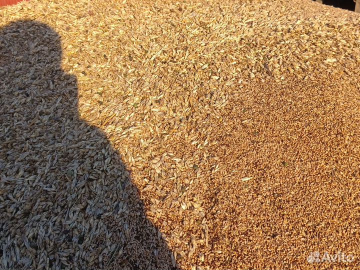 Зерно отходы доставки нет