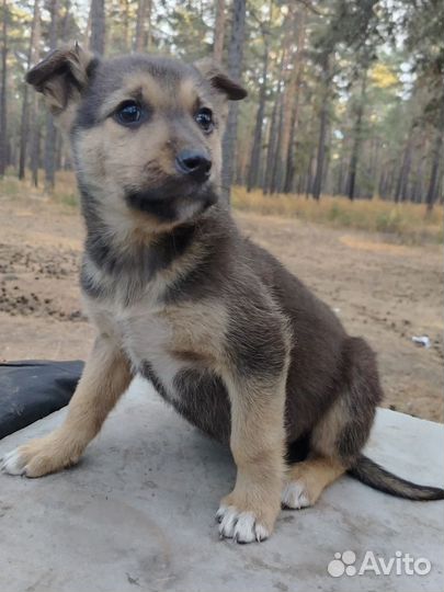 Девочка-шоколадка