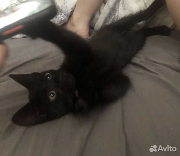 Отдам котенка в добрые руки