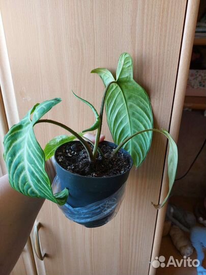 Ксантозома Линдена