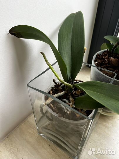 Орхидея фаленопсис