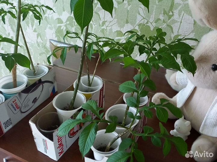 Аморфофаллус