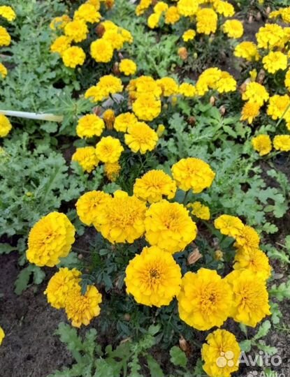 Рассада бархатцев под заказ после пикировки