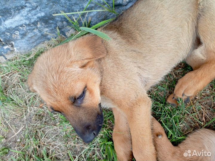 Спасите щенков