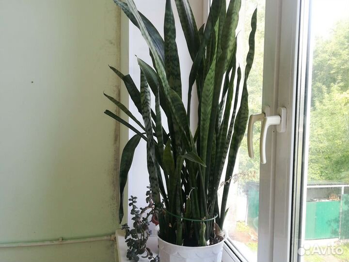 Сансевиерия