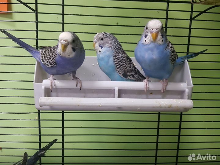 Волнистый попугай