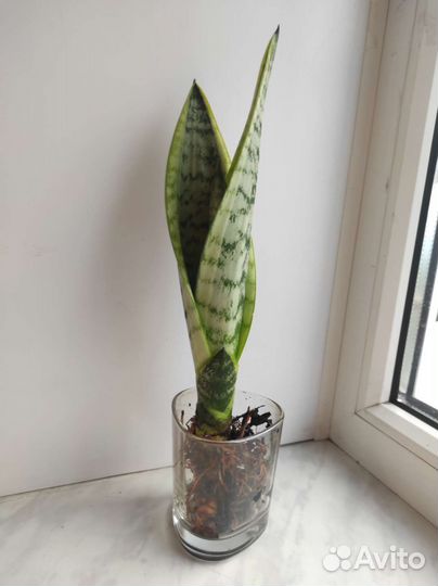 Сансевиерия (тещин язык)