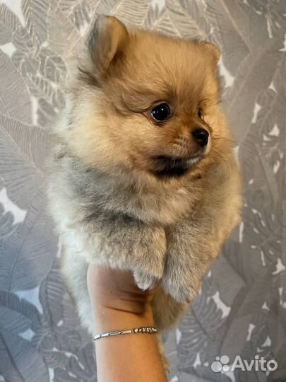 Щенки померанского шпица медвежьего типа