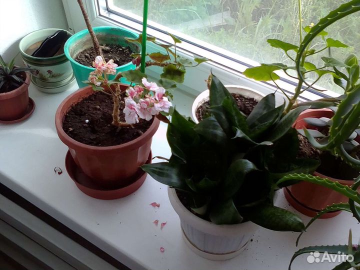 Цветы домашние