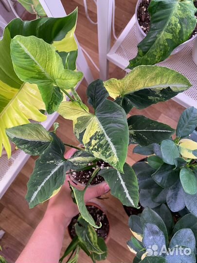 Сингониумы 2