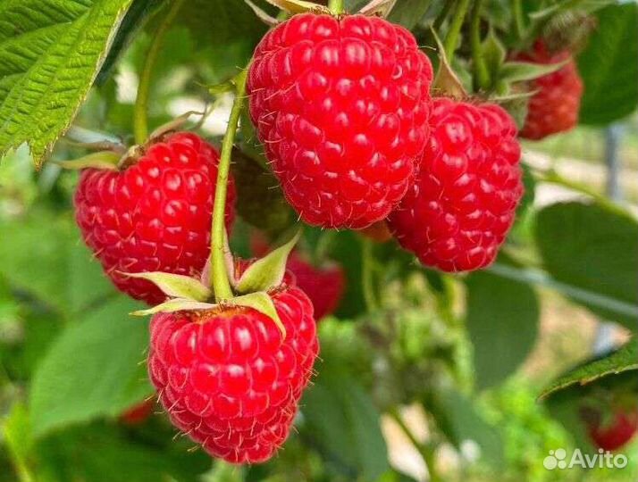 Малина саженцы