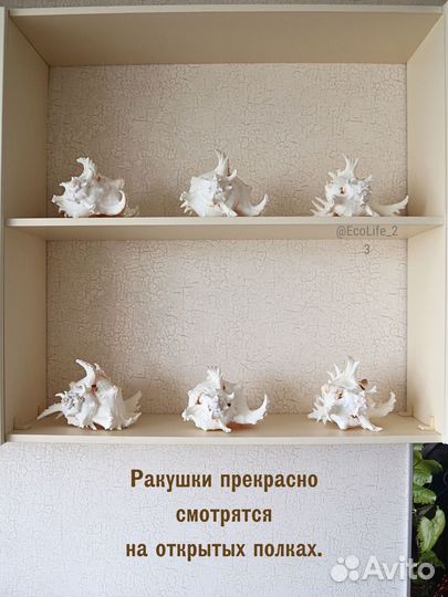 Натуральная морская раковина Чихореус рамосус