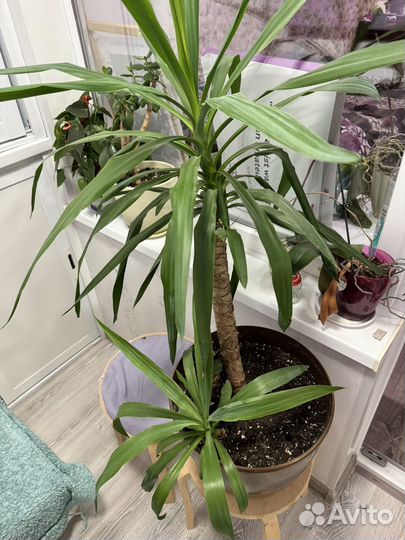 Комнатные цветы юкка