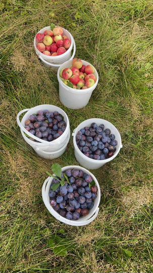 Участок 6 сот. (СНТ, ДНП)