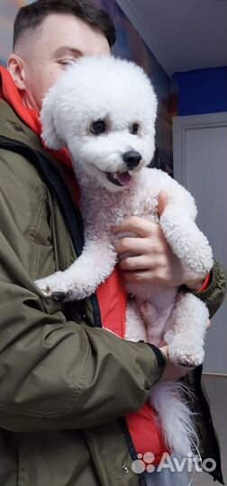 Вязка с мальчиком Бишон Фризе