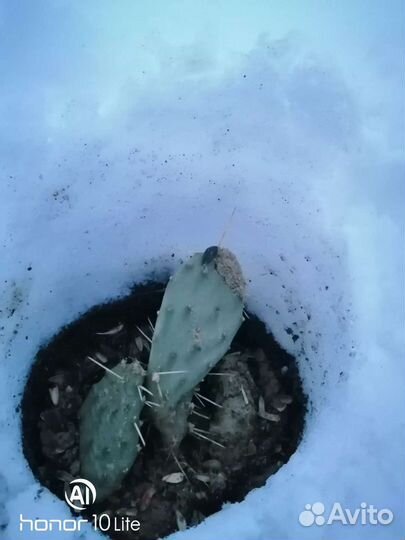 Опунция зимующая