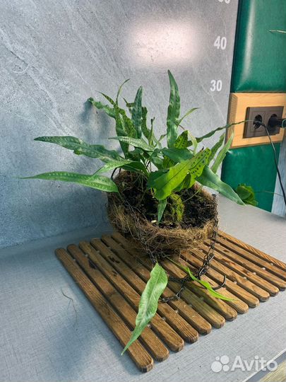 Папоротник