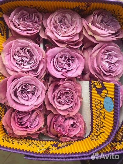 Эквадорская роза от склада. Роза от 25 шт