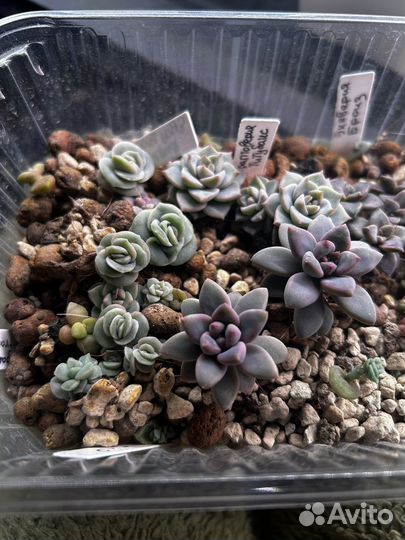 Детки суккулентов